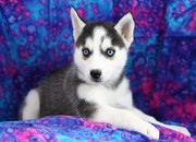 Charming Blue Eyes Siberian Husky Puppies