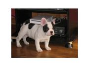 guality french bull dog puppy