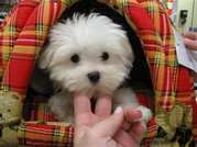 Maltese  Puppies For Free Adoption 