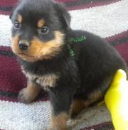 Outstanding Rottweiler Puppies For Sale