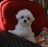 Maltese Puppies for adoption