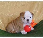 Awesome  English Bulldog Puppies For A New Home 