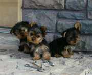  Yorkie Puppies For Free Adoption