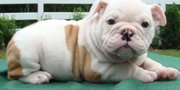 afeectionate british bulldog puppies for sale