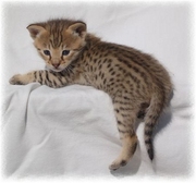 serval and savannah kittens for sale
